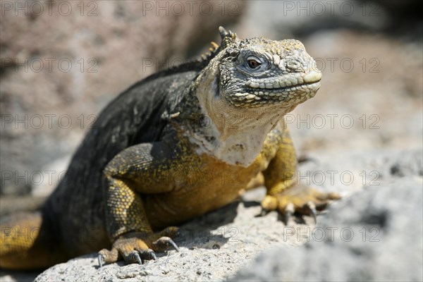 Galapagos land iguana