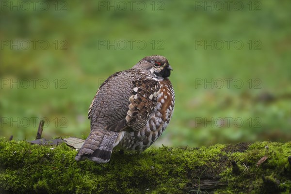 Hazel grouse