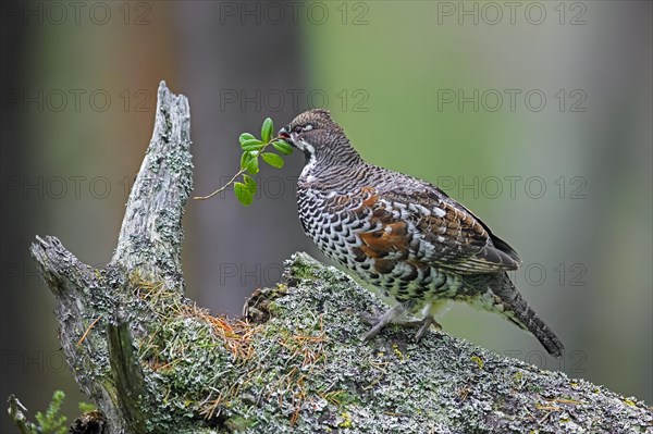 Hazel grouse