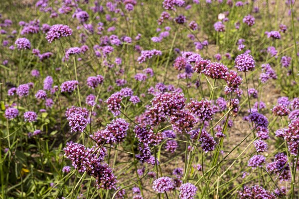 Argentine verbena