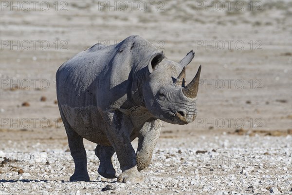 Black rhinoceros