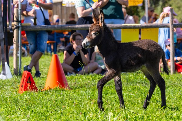 Donkey foal