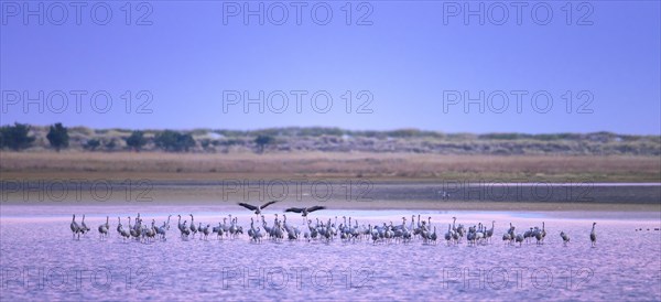 Flock of common cranes