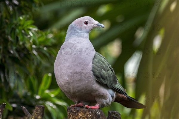 Green imperial pigeon