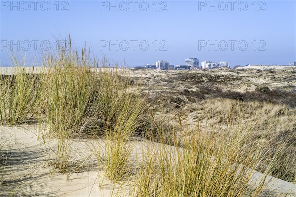 Marram grass