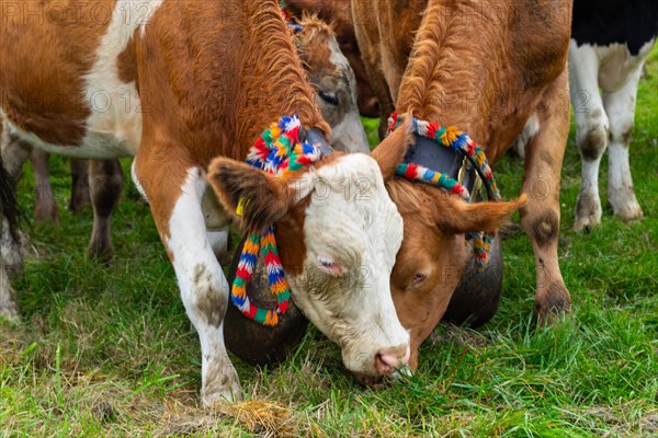 Alpine cattle with cowbells