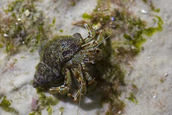 Common hermit crab