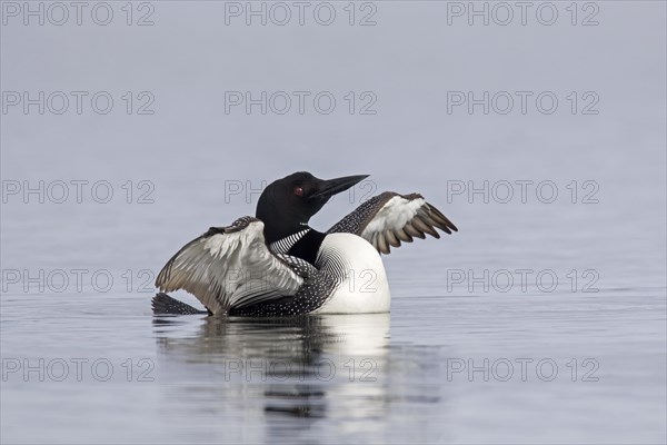 Common loon