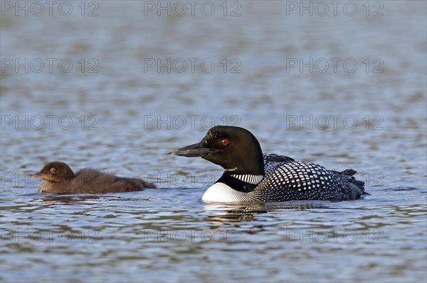 Common loon