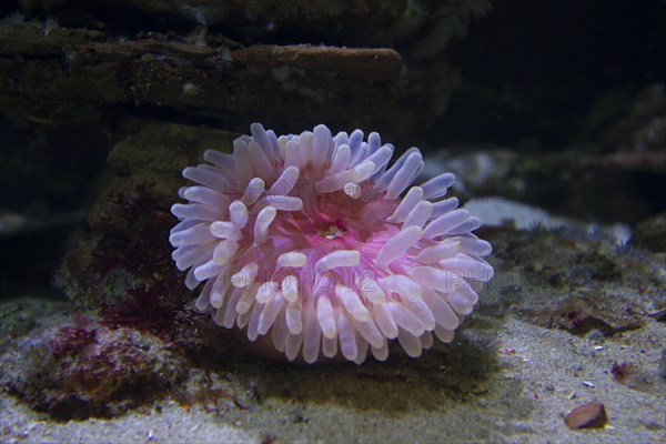 Beadlet anemone