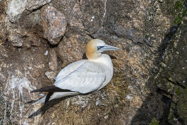 Northern gannet