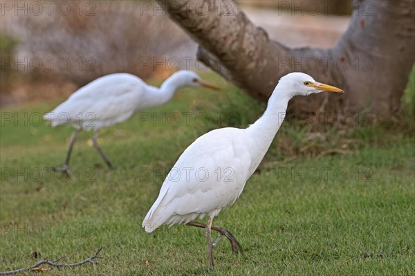 Two cattle egrets