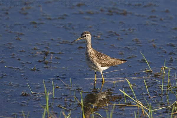 Wood sandpiper