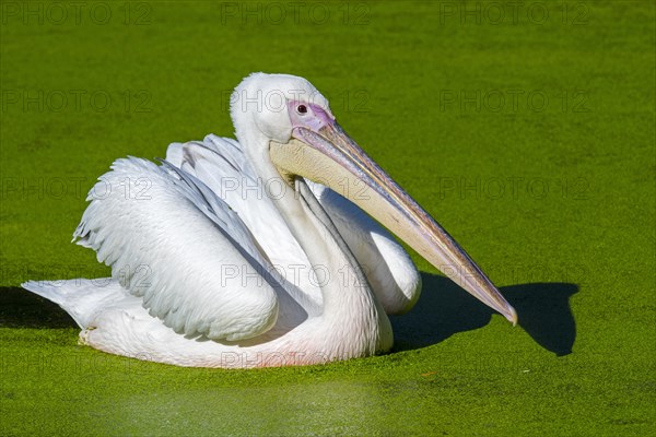 Great white pelican