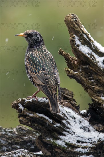 Common Starling