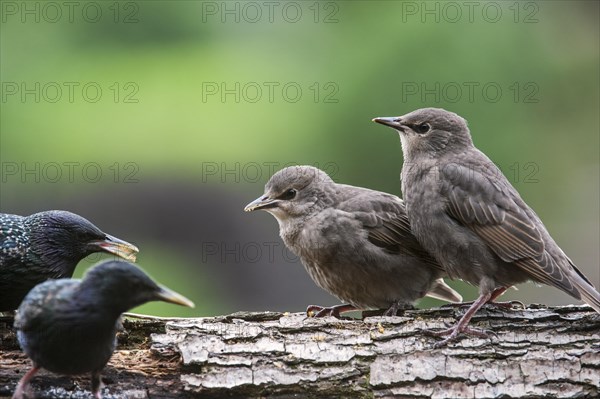 Two Common Starling