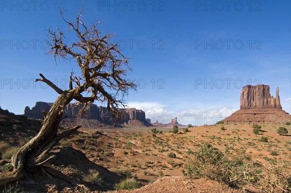 Arizona cypress