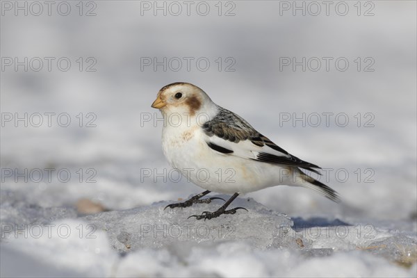 Snow bunting