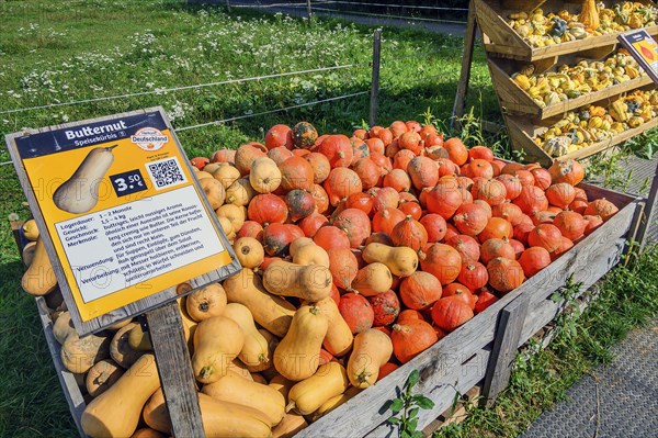 Outdoor pumpkin sale