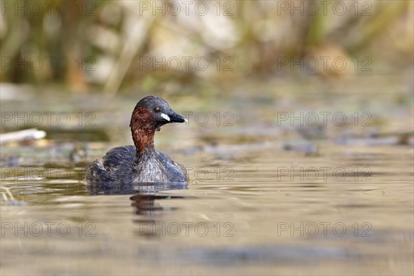 Little Grebe