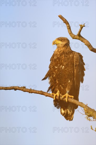 White-tailed eagle