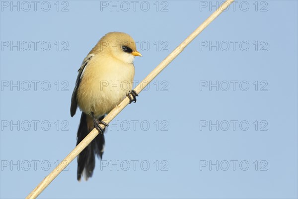 Bearded Tit