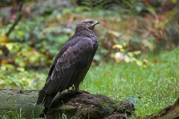 Lesser spotted eagle