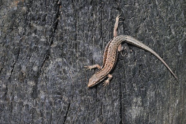 Common wall lizard