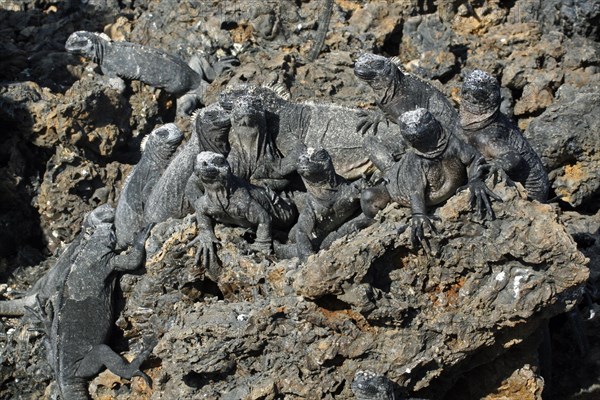 Marine iguanas