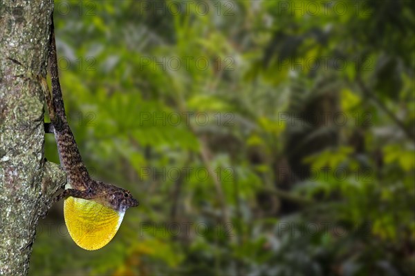 Many-scaled anole