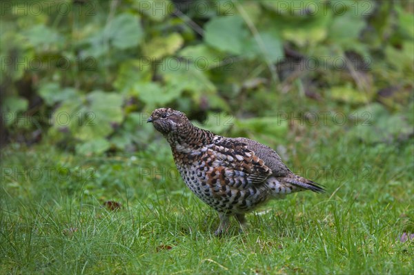 Hazel grouse