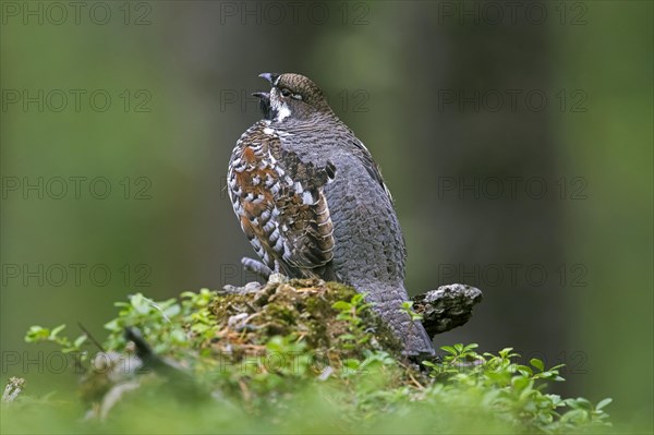 Hazel grouse