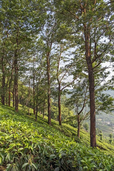 Tea plantation with trees