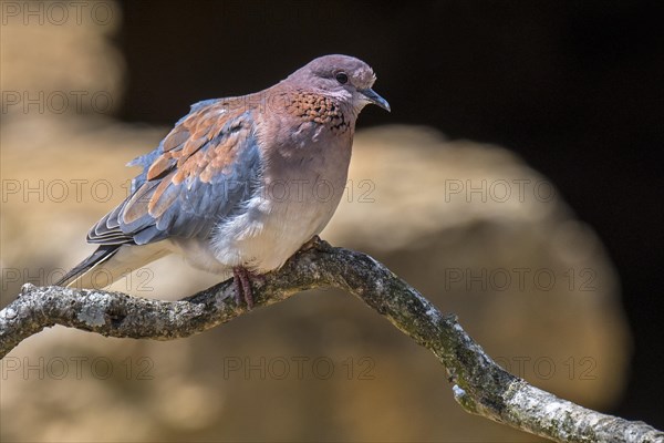 Laughing dove