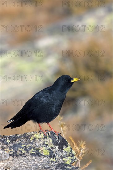 Alpine chough