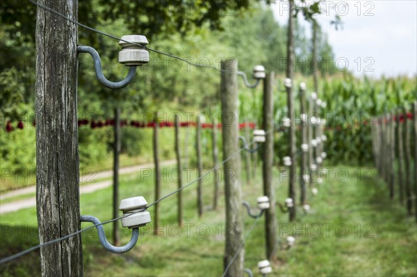 Porcelain pin insulators and Wire of Death