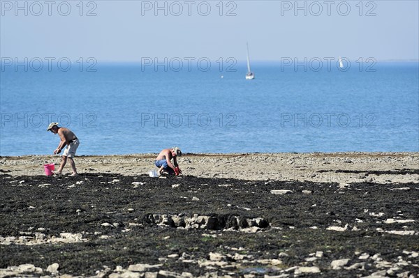 Men with buckets looking for oysters and shellfish among rocks on the beach in summer on the island Ile de Re