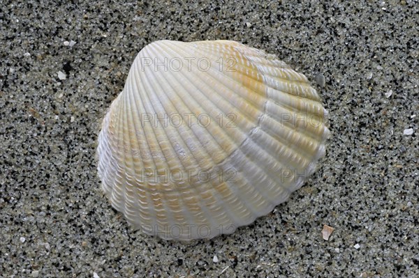 Common cockle