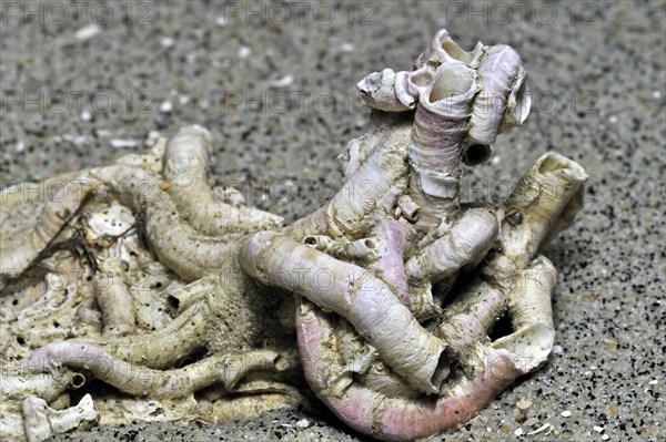 Tubes of calcium carbonate from a serpulid worm on seashell washed on beach