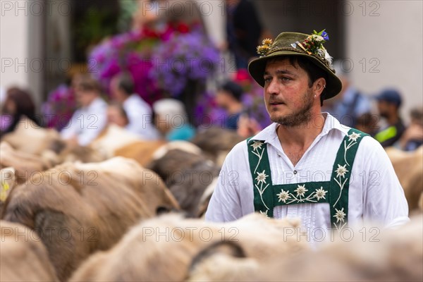 Alpine herdsman leading Alpine cattle