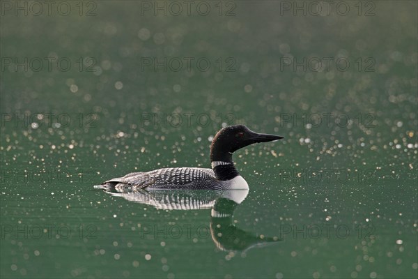 Great Northern Diver