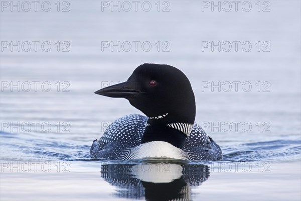 Common loon