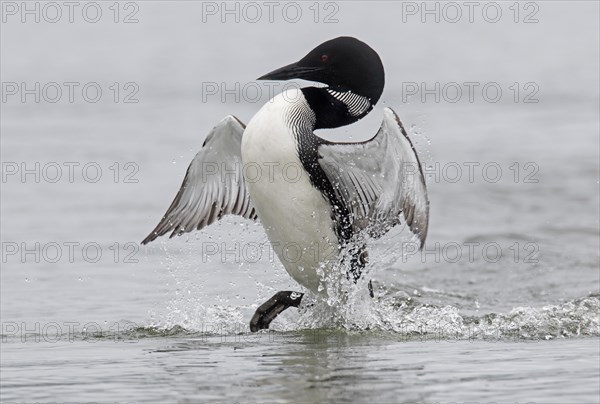 Common loon