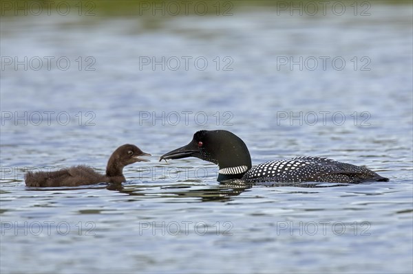 Common loon