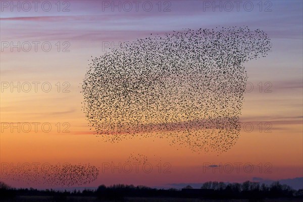 European starling