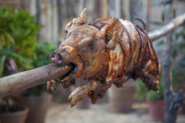 Roasting a piglet on the spit in an open air bar in Trinidad