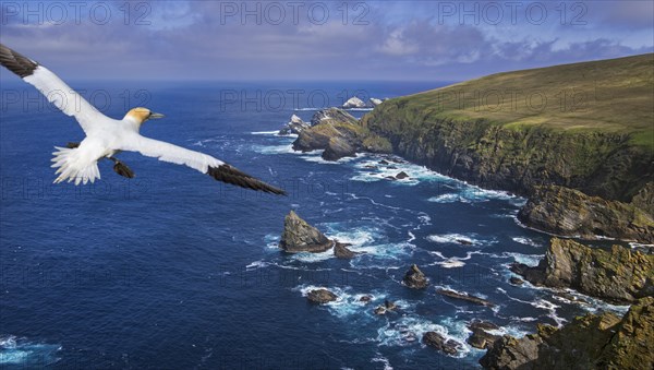 Soaring gannet and spectacular coastline with sea cliffs and stacks