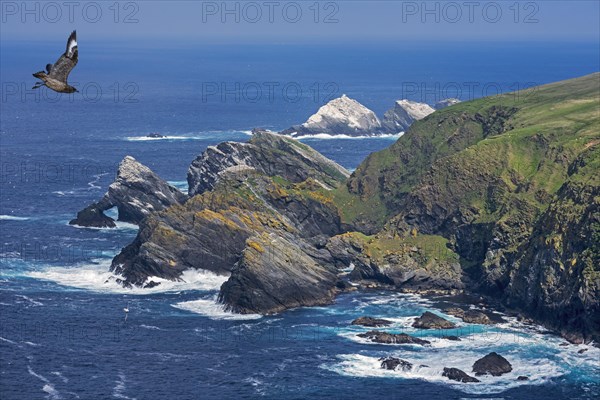 Great skua in flight and spectacular coastline with sea stacks and cliffs