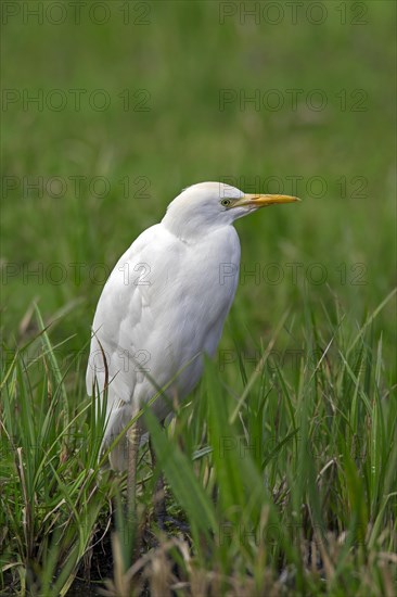 Cattle egret