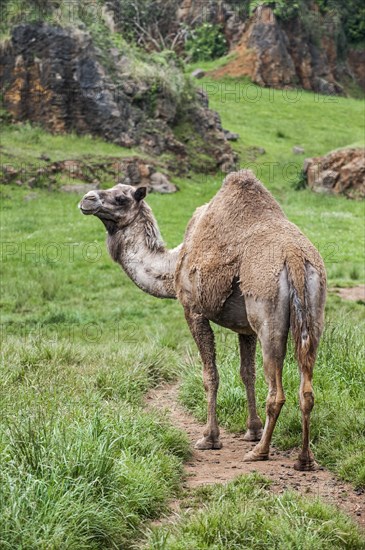 Moulting dromedary